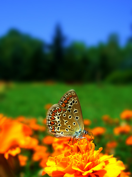 butterfly