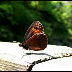 ;:;:butterfly:;:;