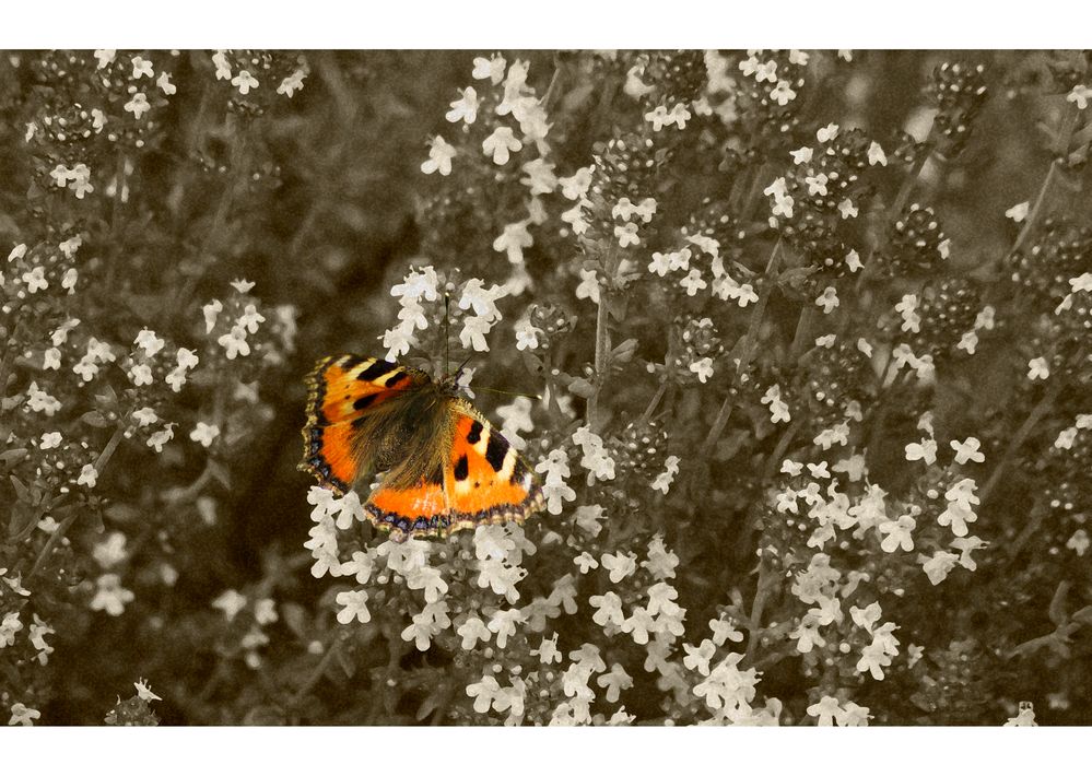 Butterfly