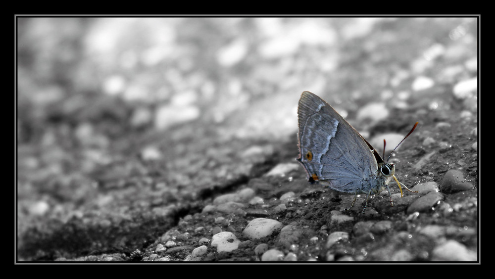 ~ Butterfly ~