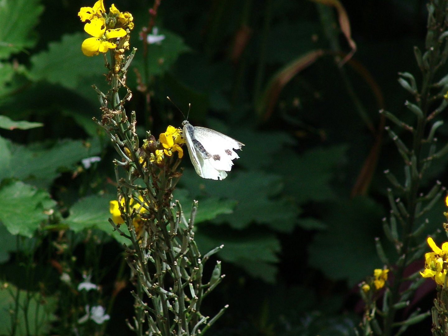 Butterfly after Nectar