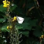 Butterfly after Nectar