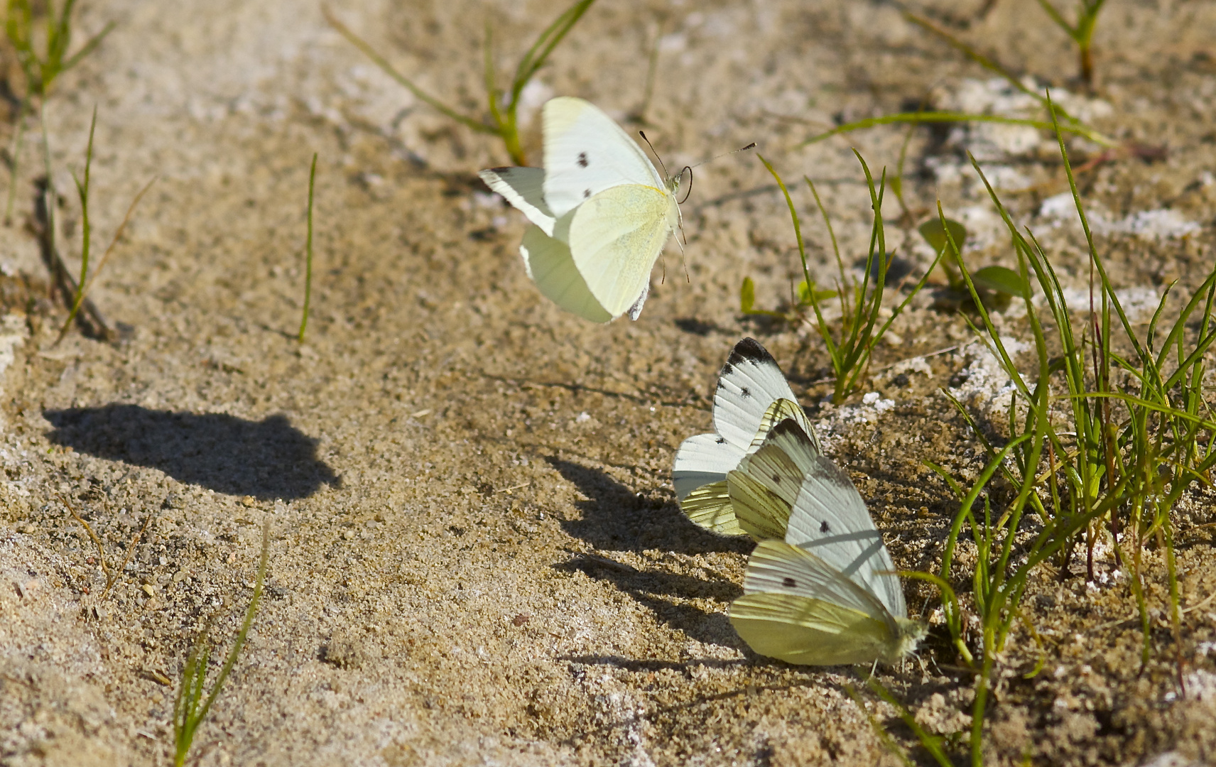 ...Butterfly Airport...