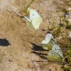 ...Butterfly Airport...