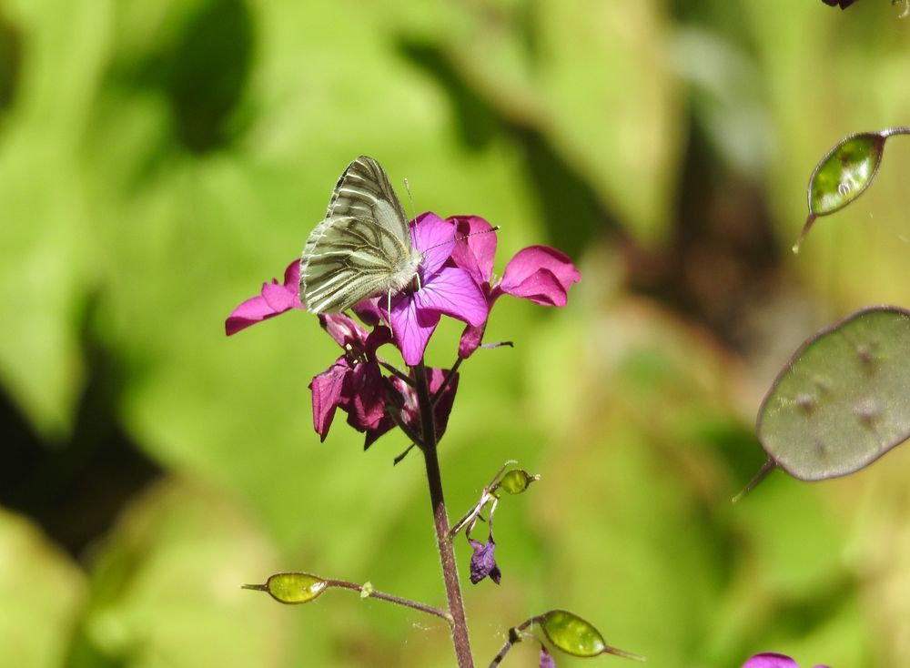 butterfly am silberblatt