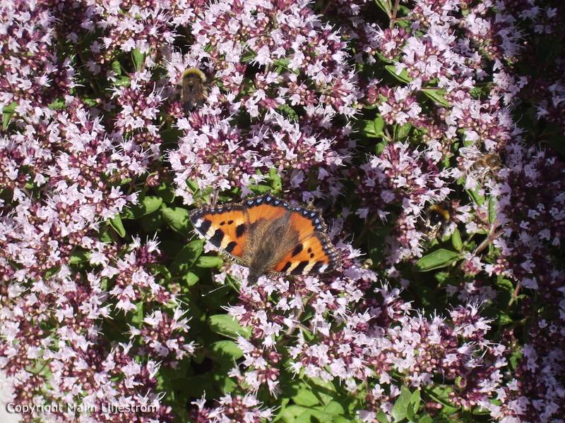 Butterfly and Bee