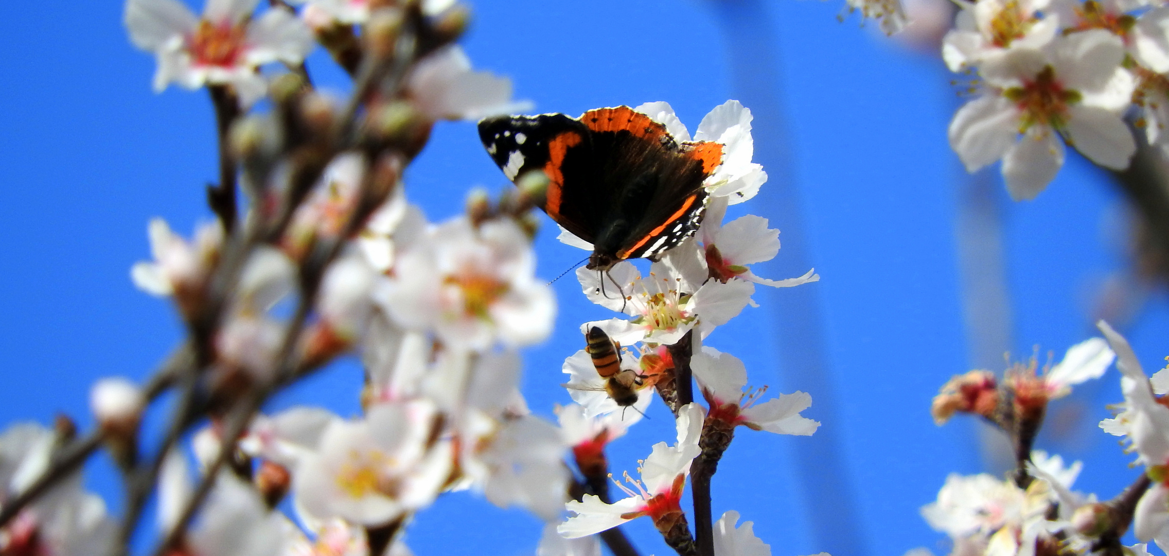 butterfly and bee on almond blossoms