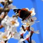 butterfly and bee on almond blossoms