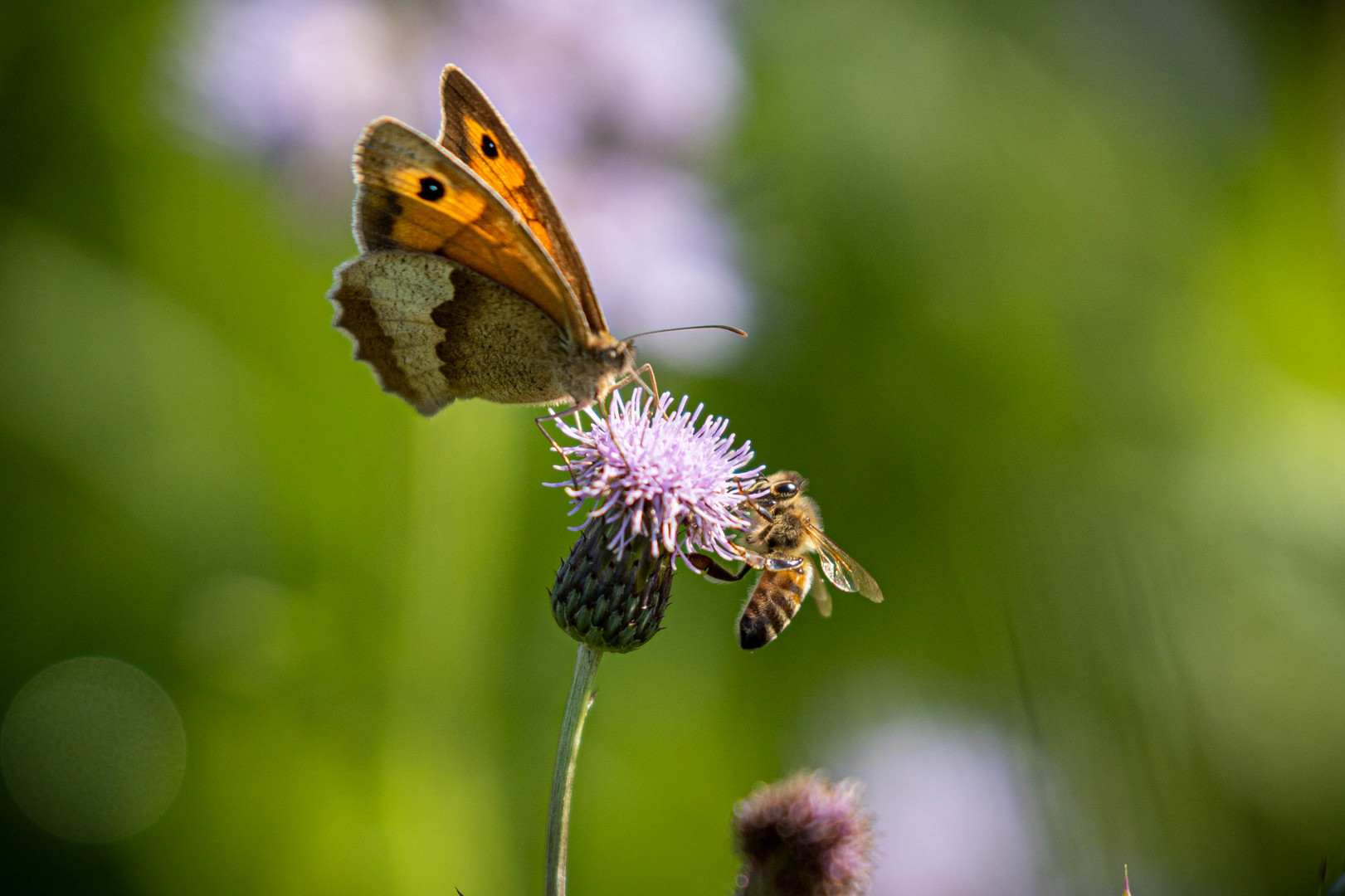 Butterfly and Bees