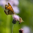 Butterfly and Bees