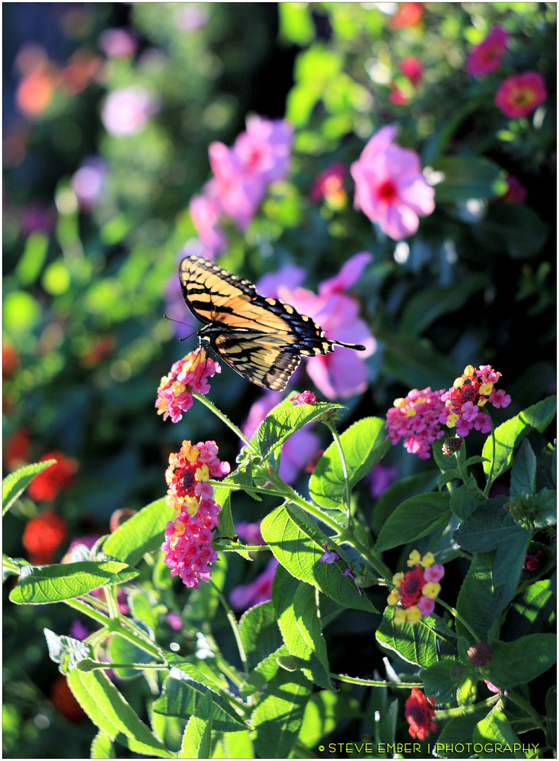 Butterfly and Blossoms - No.2