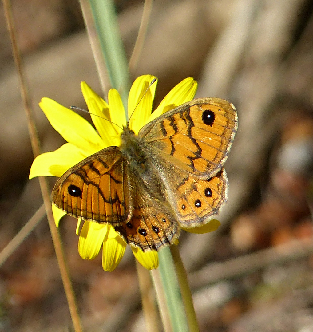 Butterfly and Butterflower