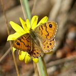 Butterfly and Butterflower