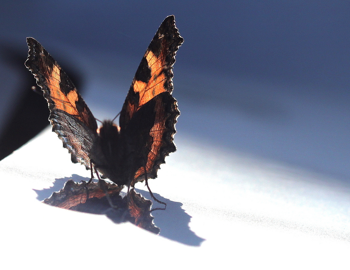 Butterfly and Car