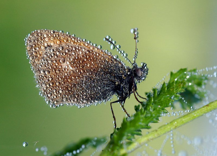 Butterfly and Dew