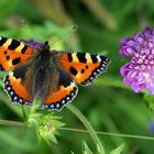 Butterfly and Flower