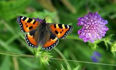 Butterfly and Flower