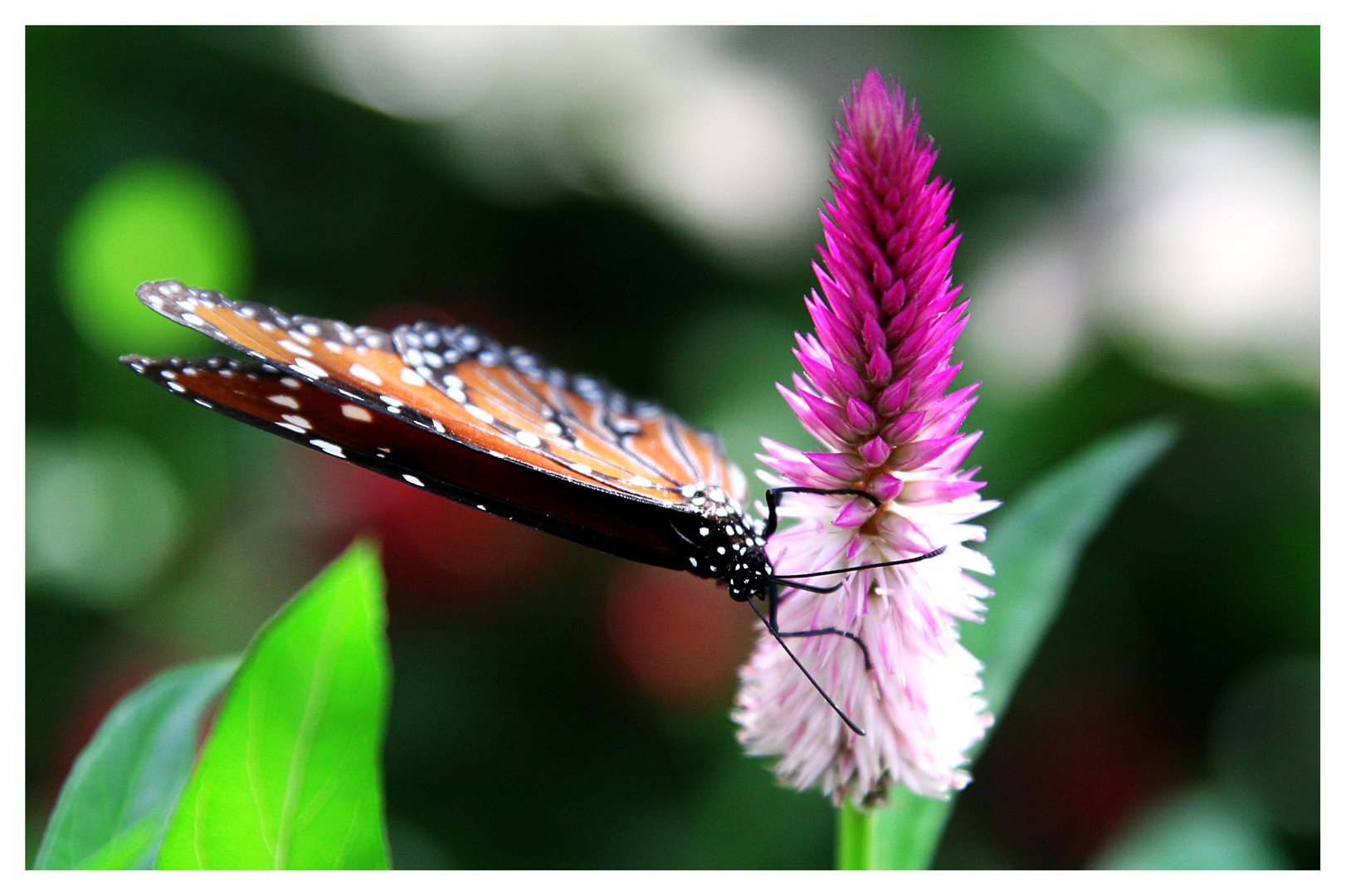 butterfly and flower :-)