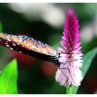 butterfly and flower :-)