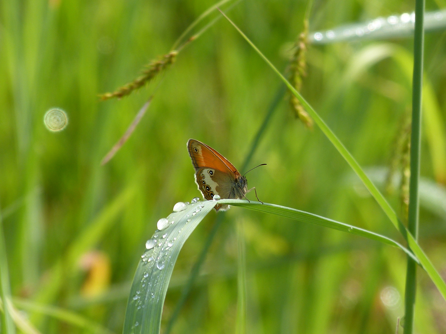 Butterfly and morning drew