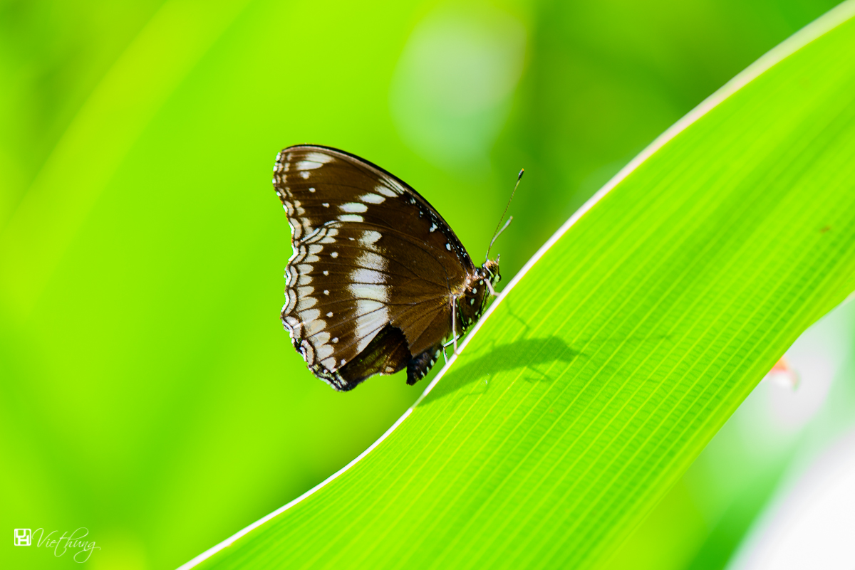 Butterfly and shadow is different