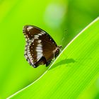 Butterfly and shadow is different