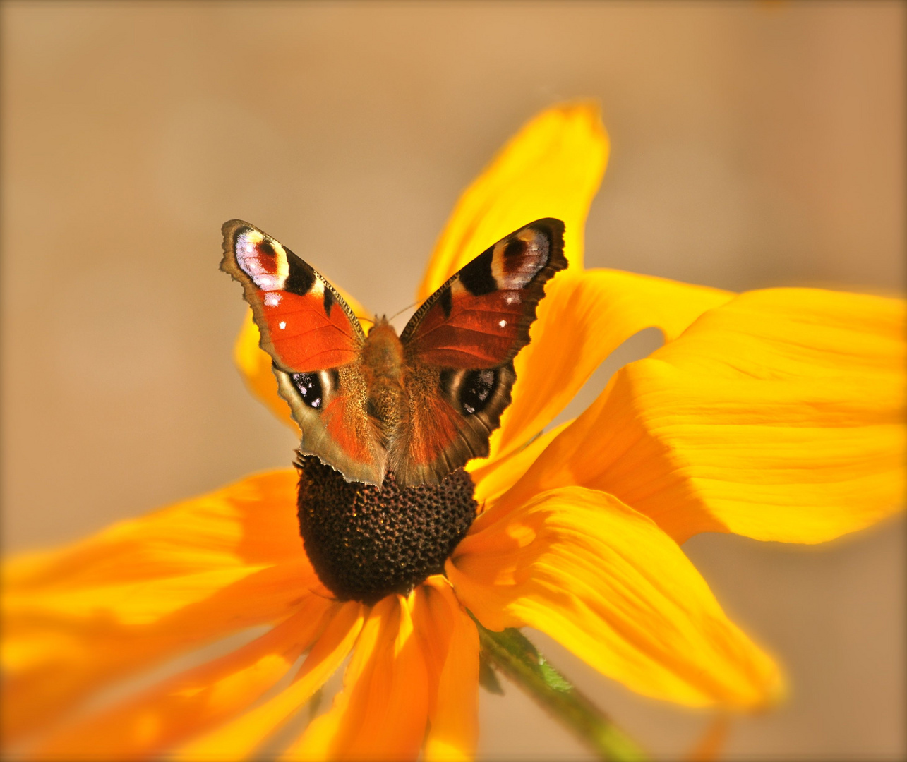 Butterfly and Sunflower