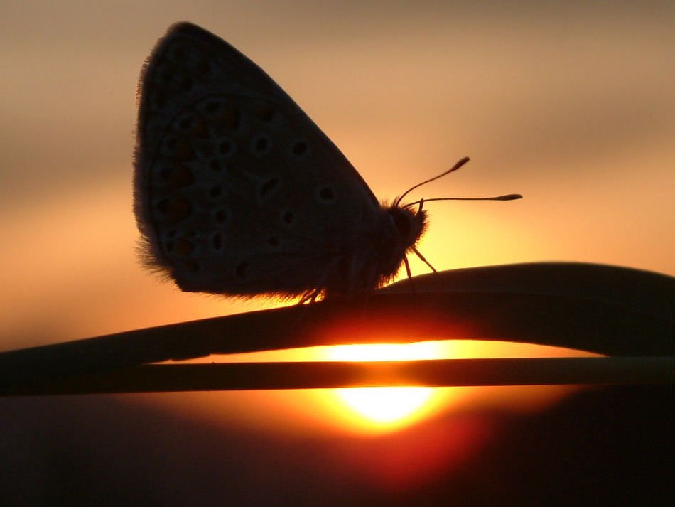 Butterfly and sunset