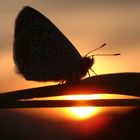 Butterfly and sunset