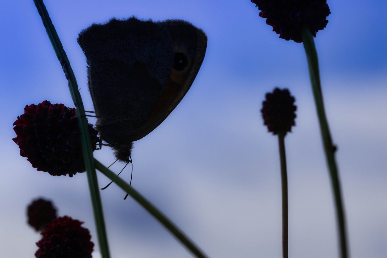 Butterfly and the blue monday