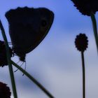 Butterfly and the blue monday