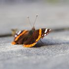 BUTTERFLY – Angeknabbert :)