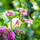 Butterfly approaching
