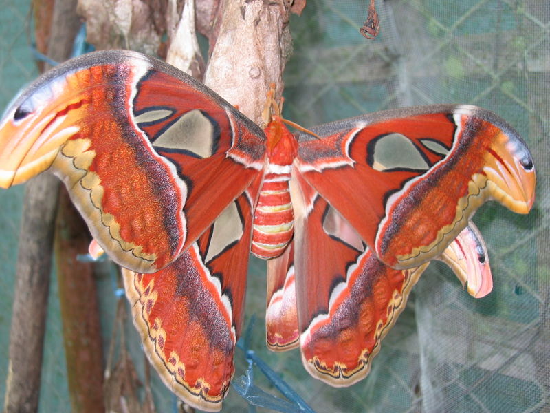 butterfly at ease....