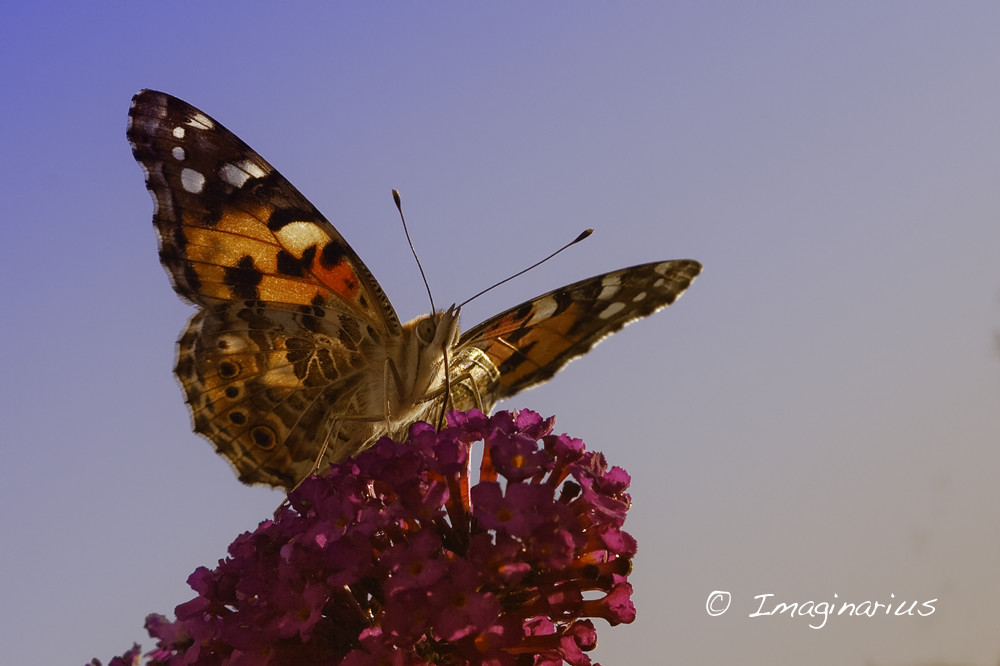 butterfly at evening
