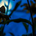 Butterfly at night