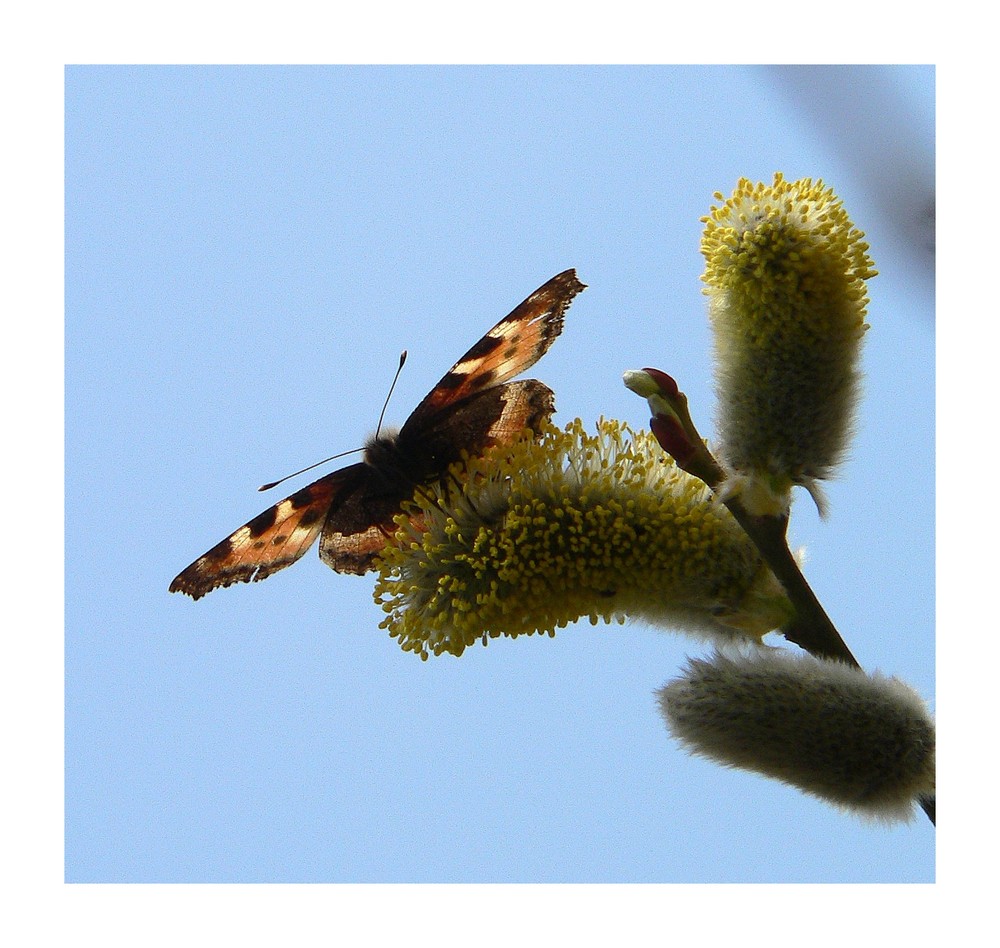 Butterfly at springtime