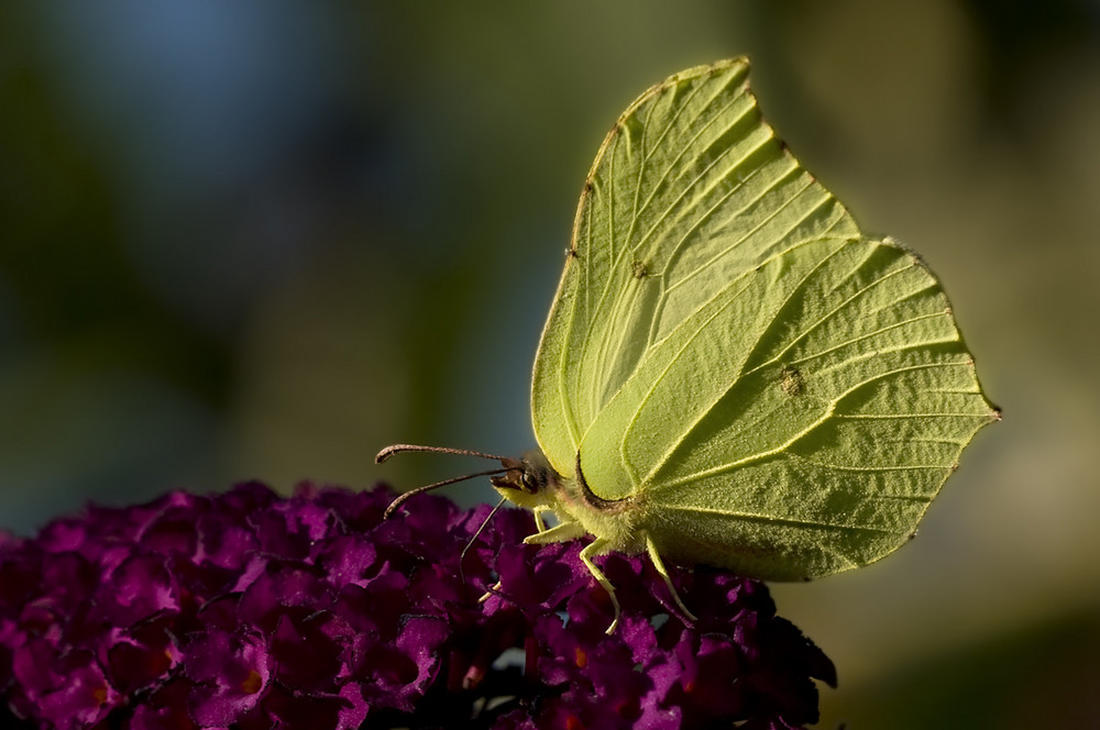 butterfly at the gas station