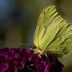 butterfly at the gas station