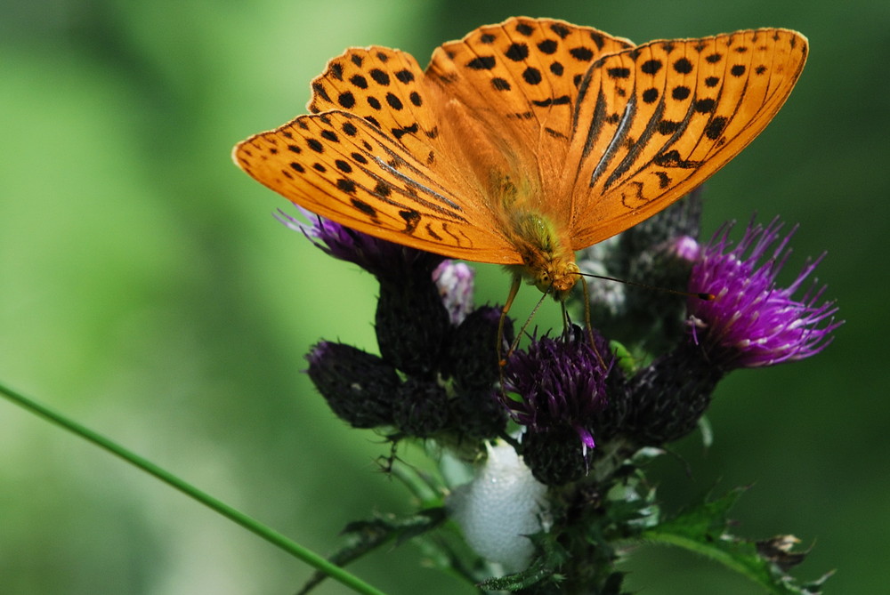 Butterfly auf Distelblüte