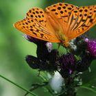 Butterfly auf Distelblüte