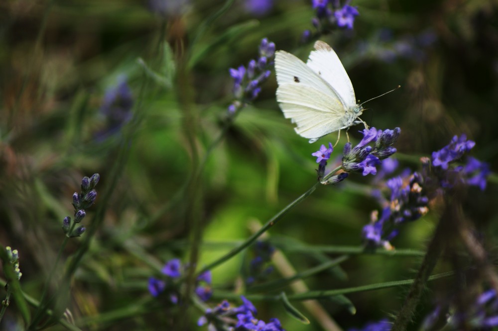 Butterfly auf Lavendel