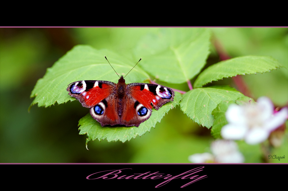 Butterfly