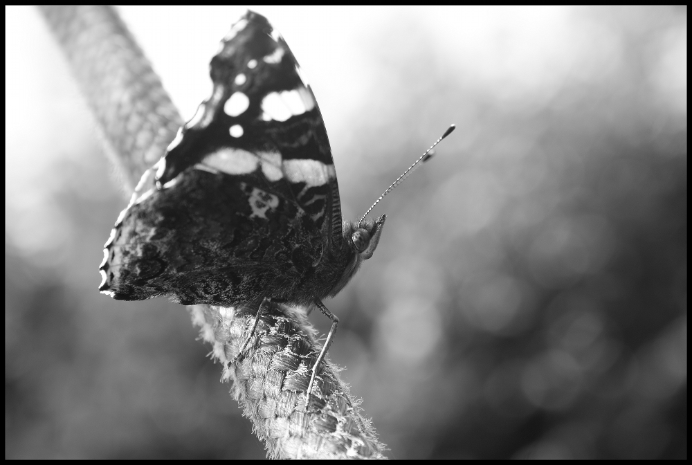 ..:butterfly:..