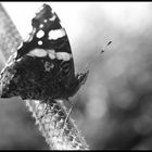 ..:butterfly:..