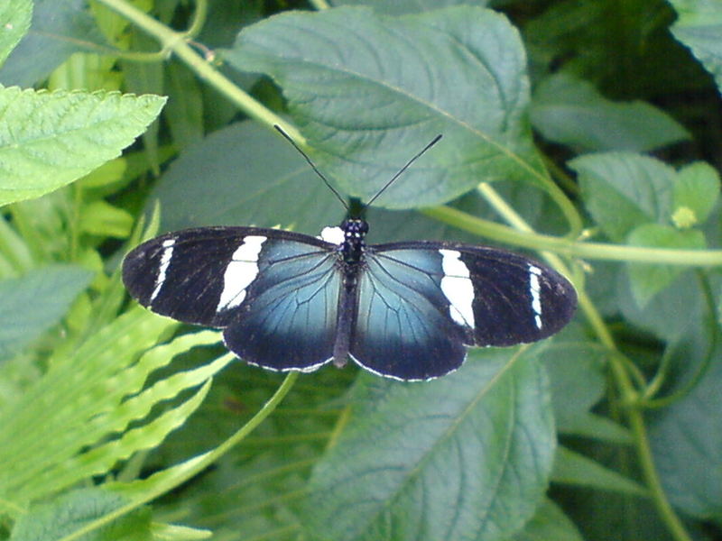 butterfly