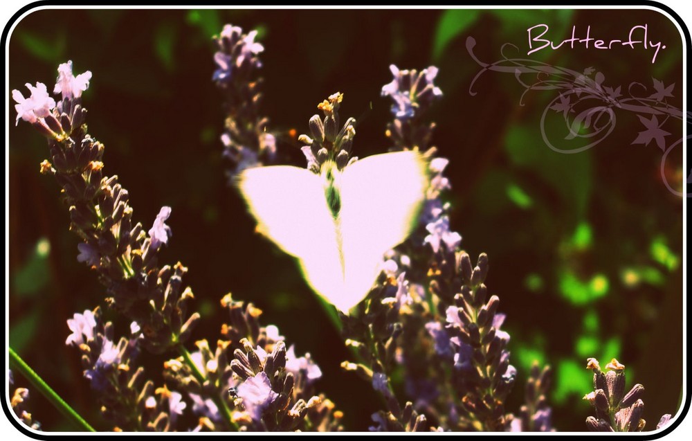 Butterfly