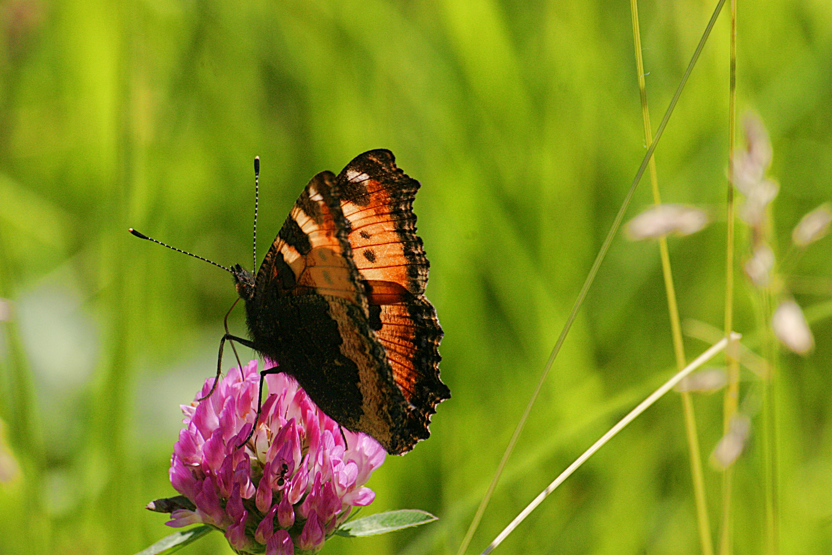 butterfly