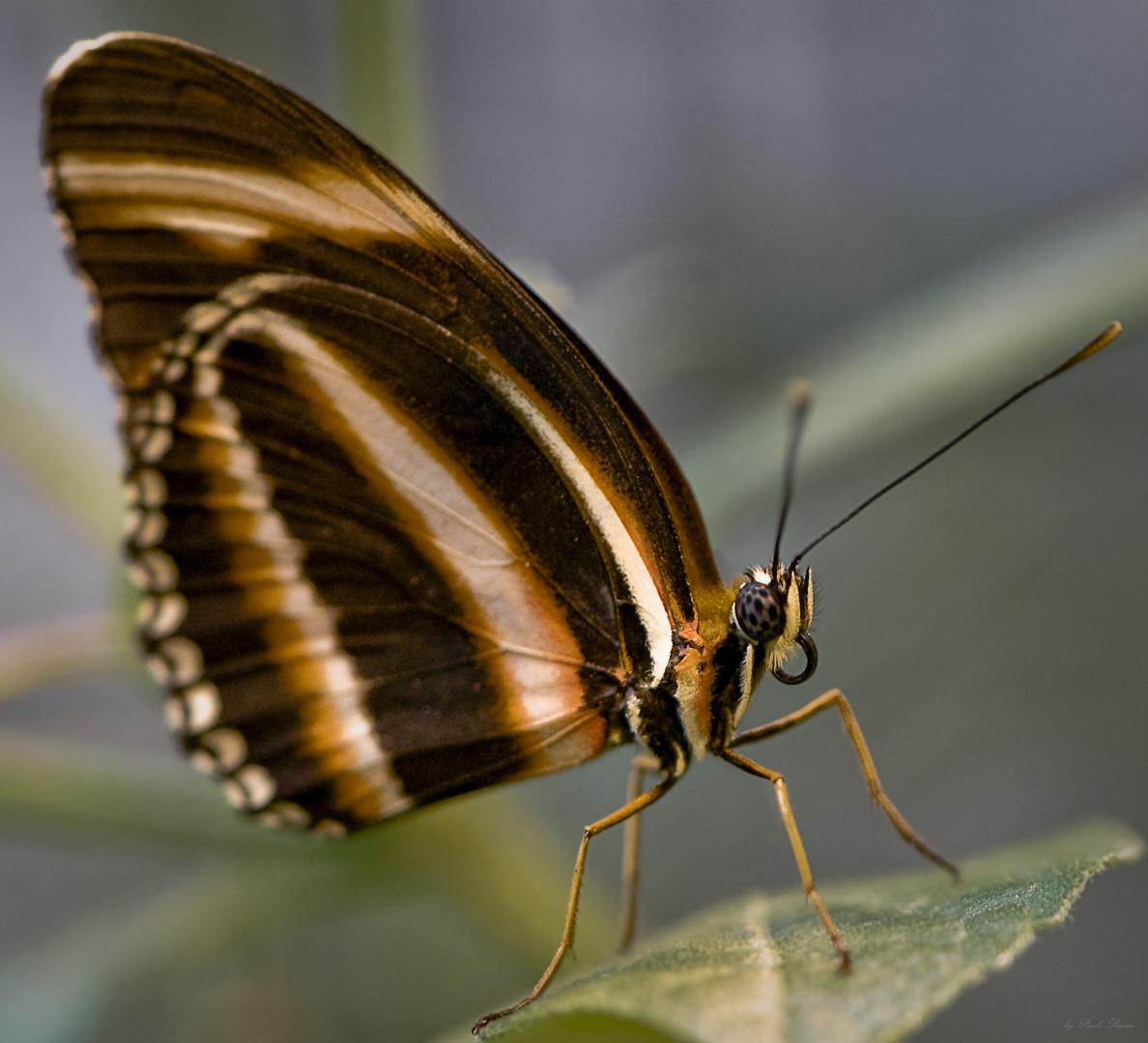 butterfly beauty