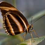 butterfly beauty